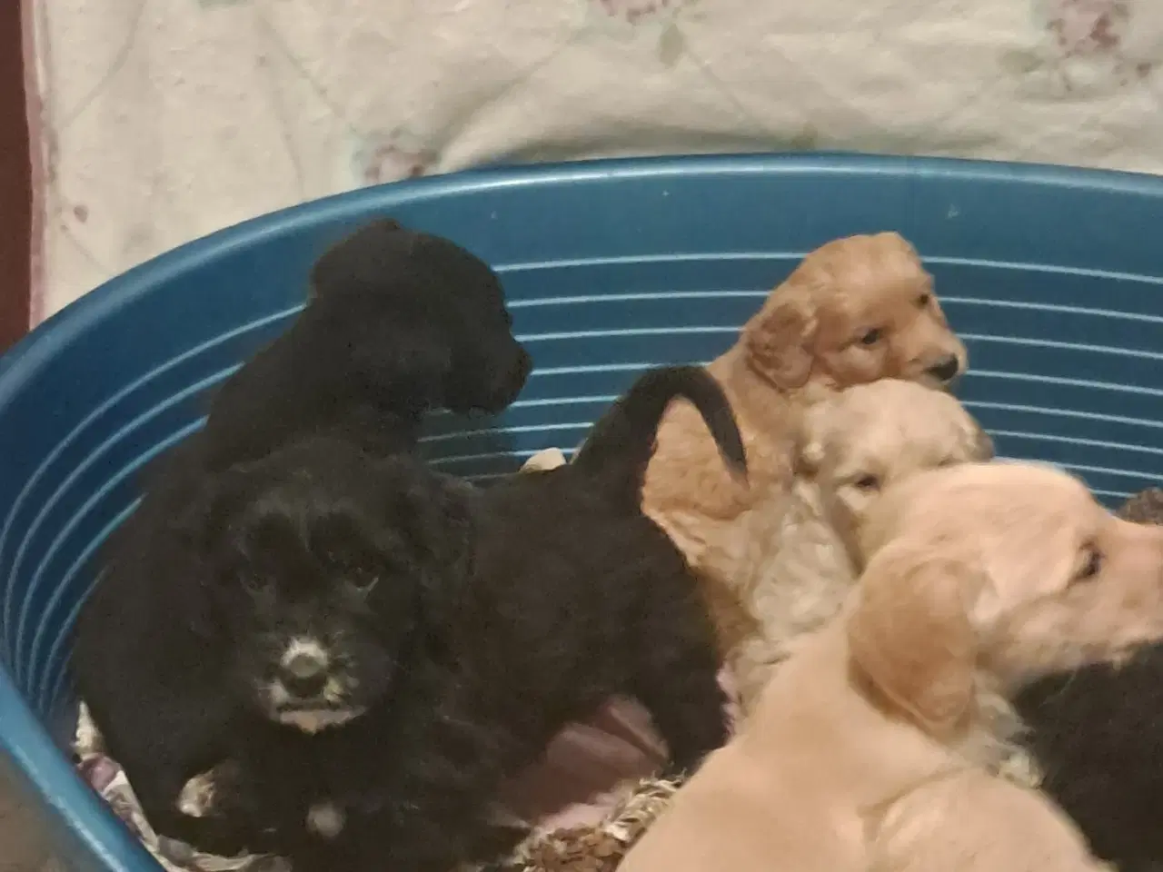 Billede 7 - De sødeste skønneste blandingshvalpe