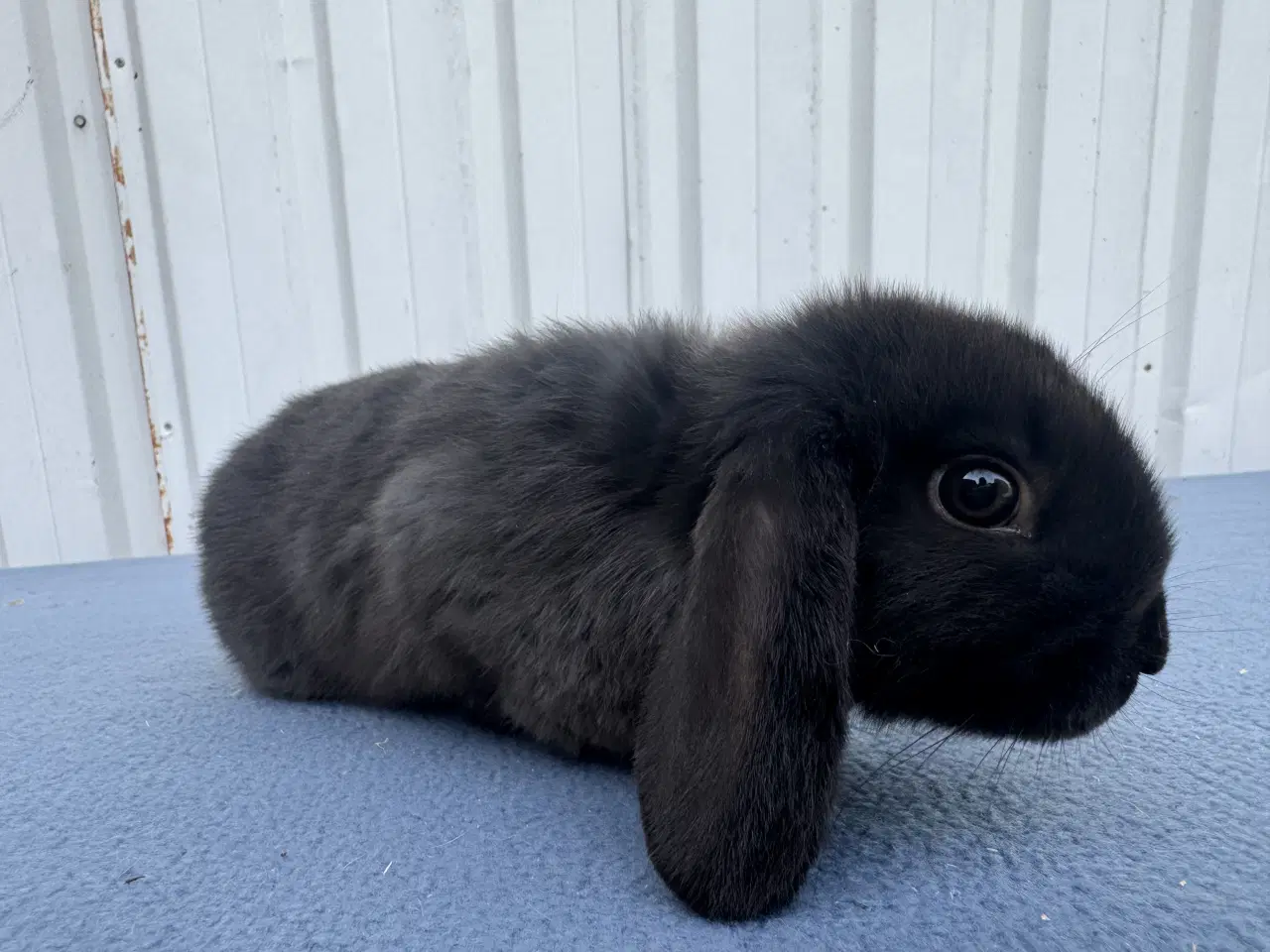 Billede 2 - Dværgvædder hunkanin
