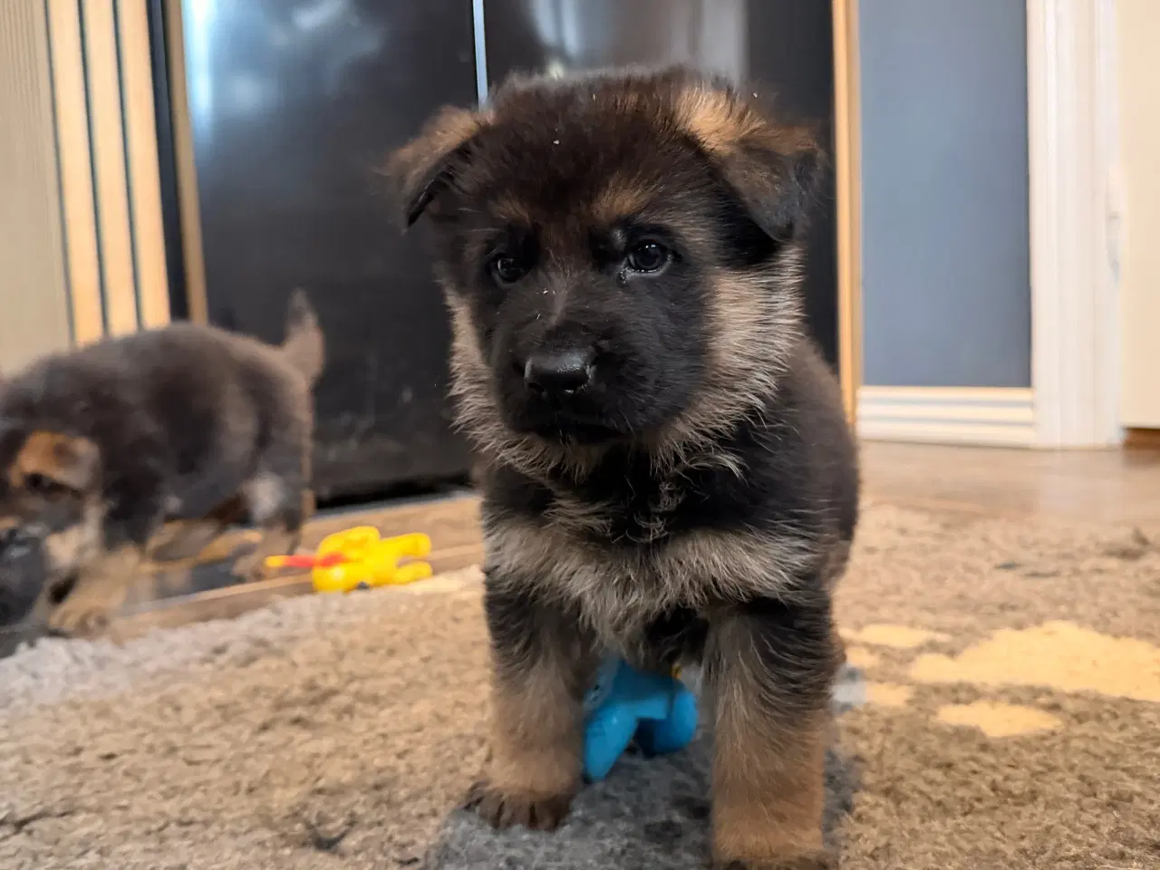 Billede 2 - Schæferhvalpe med stamtavle