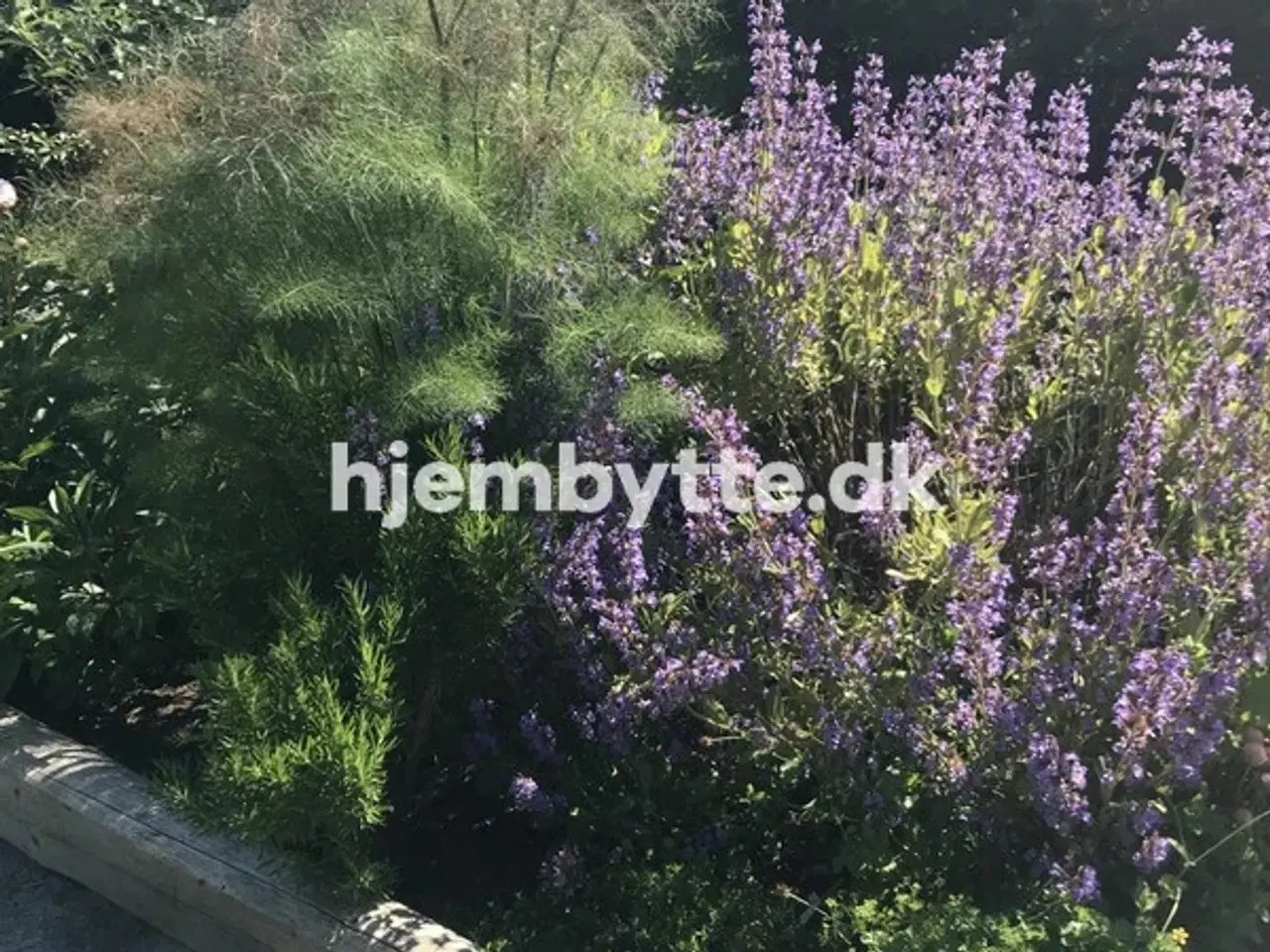 Billede 1 - Hjembytte - Bloustrødvej