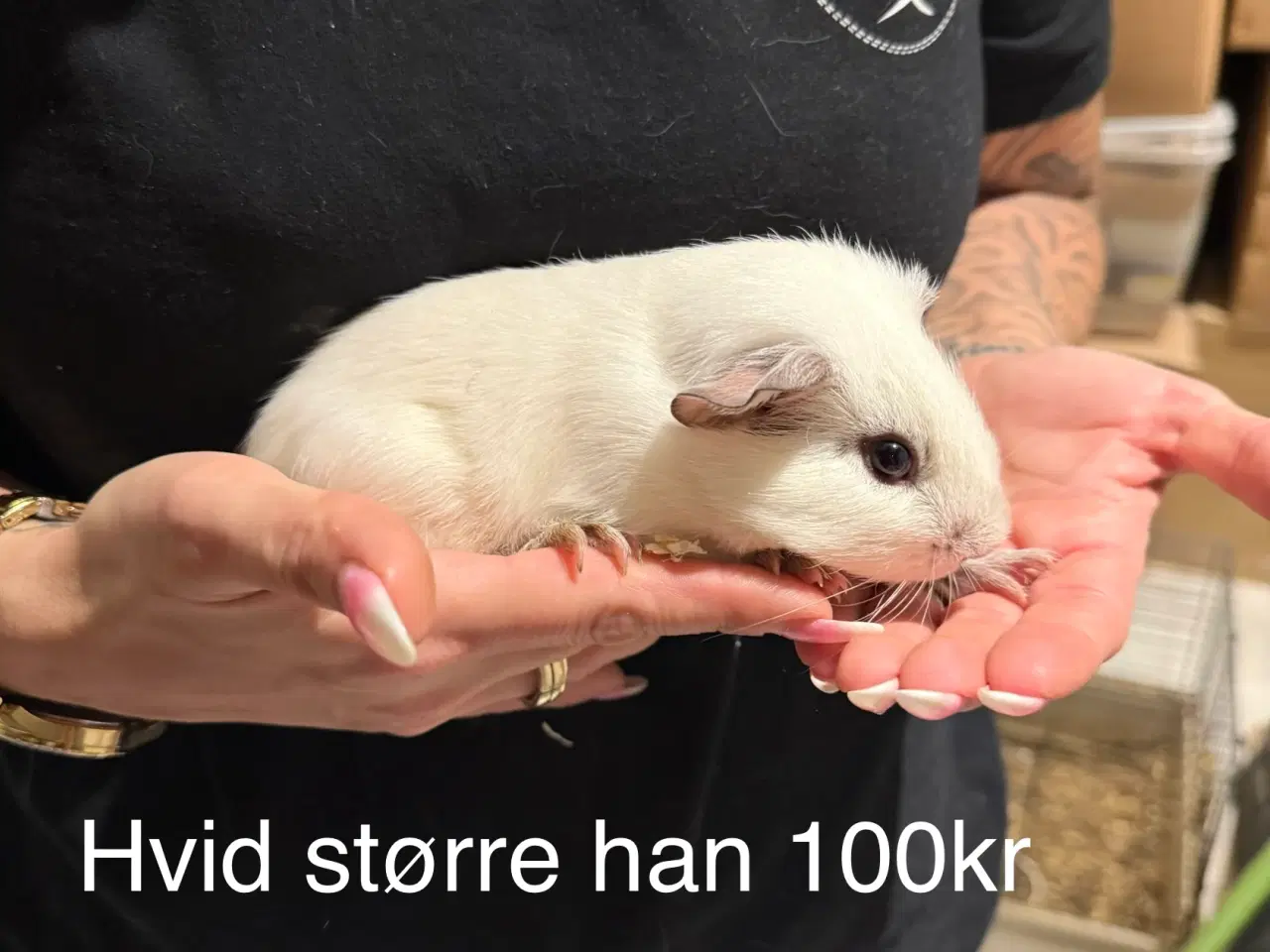 Billede 6 - Marsvin han unger