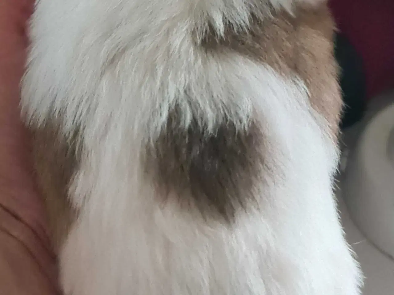 Billede 15 - Skønne blandings hvalpe 