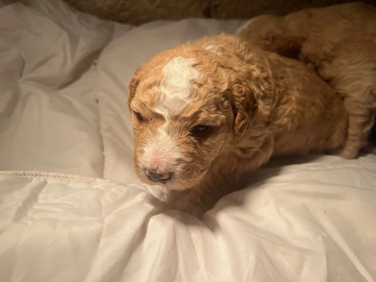 Billede 4 - Super lækre, og kraftige Lagotto / Spansk Vandhund