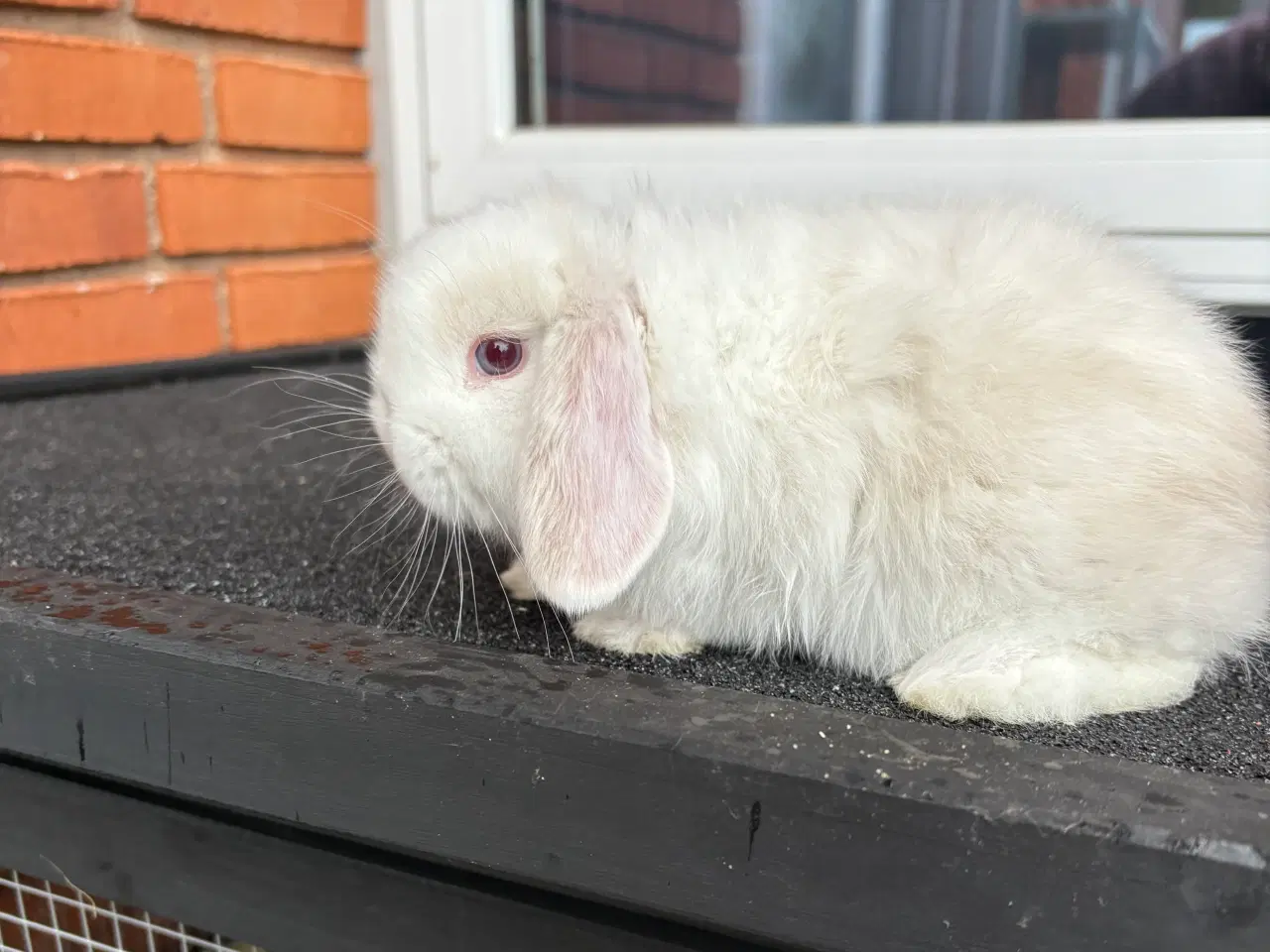 Billede 2 - Mini lop han kanin