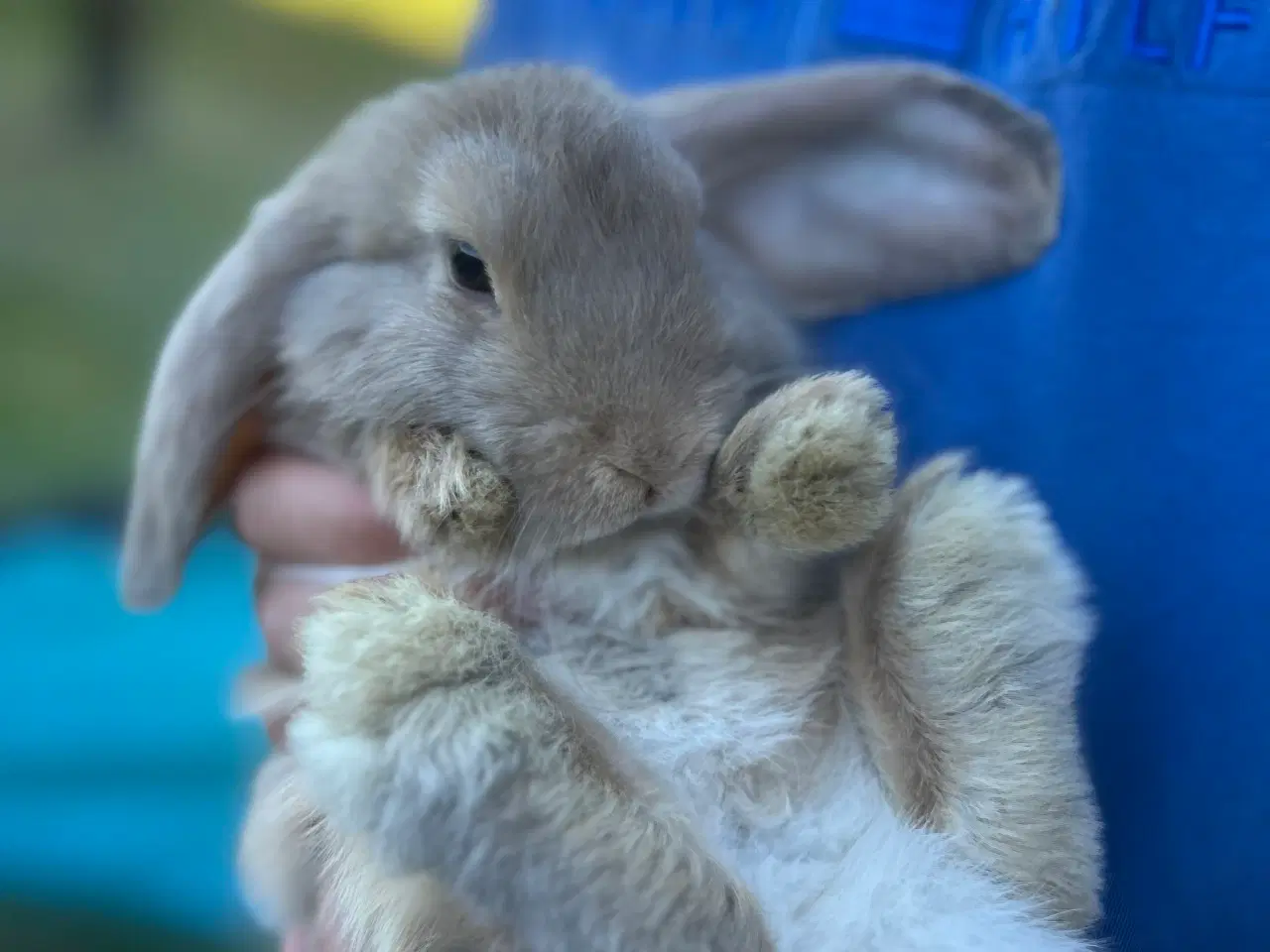 Billede 3 - Mini Lops