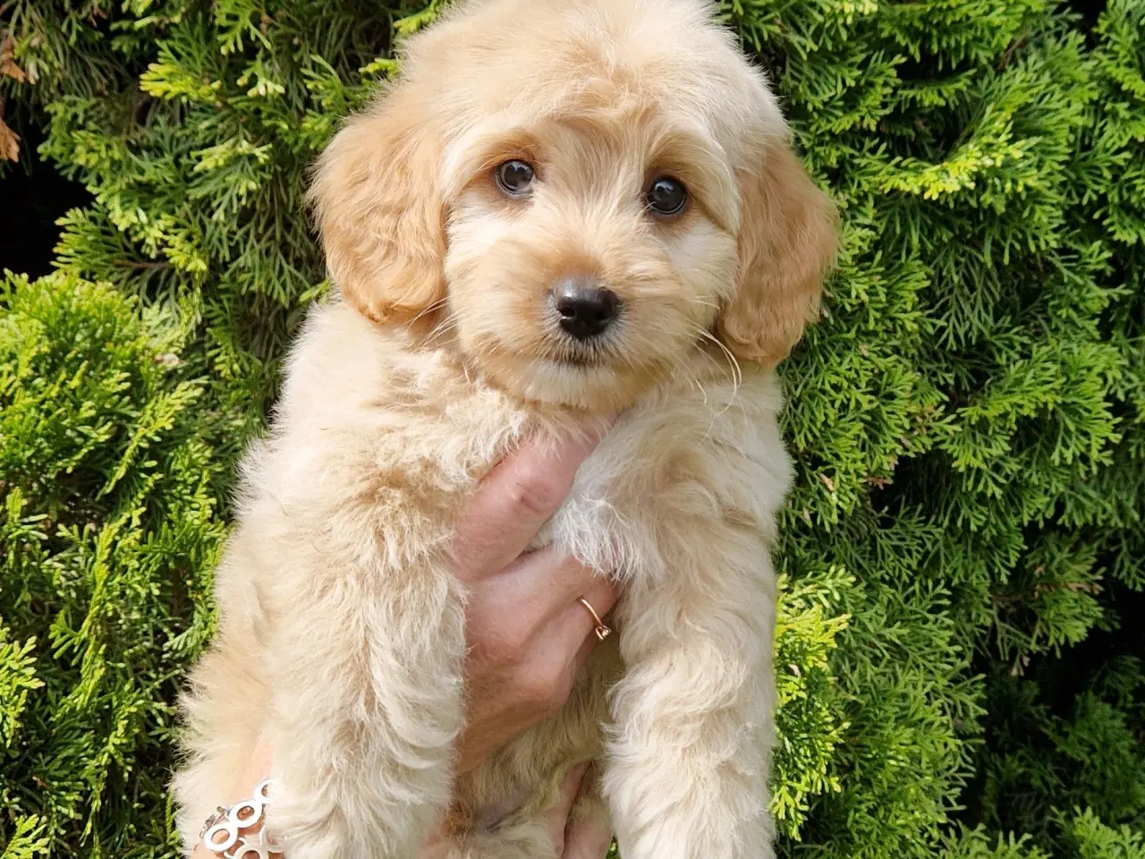 Billede 13 - Havapoo Bamser Puddel & Bichon Havanais