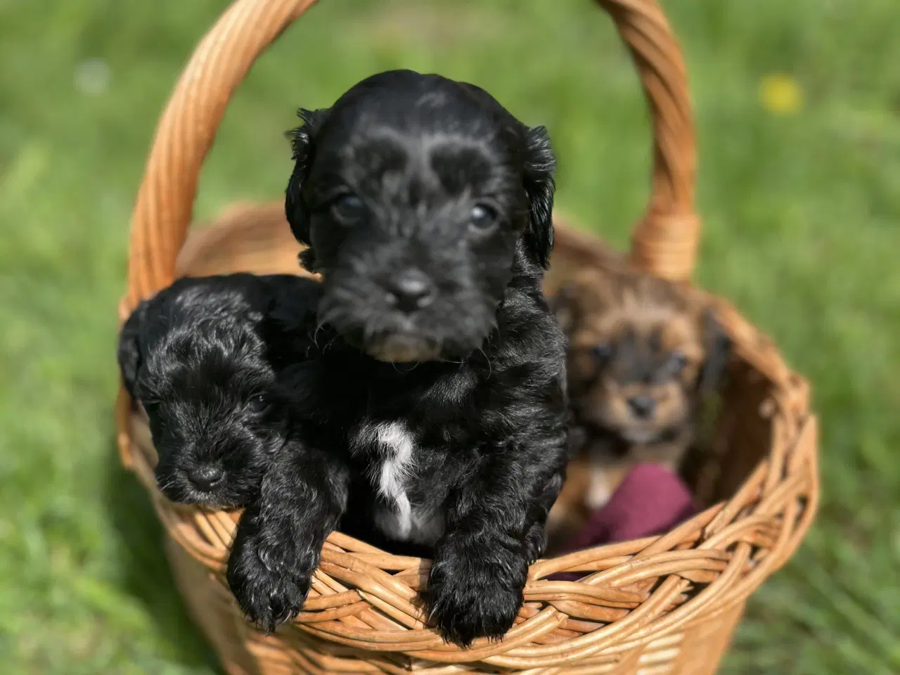 Billede 3 - Toy pudel / Coton bl