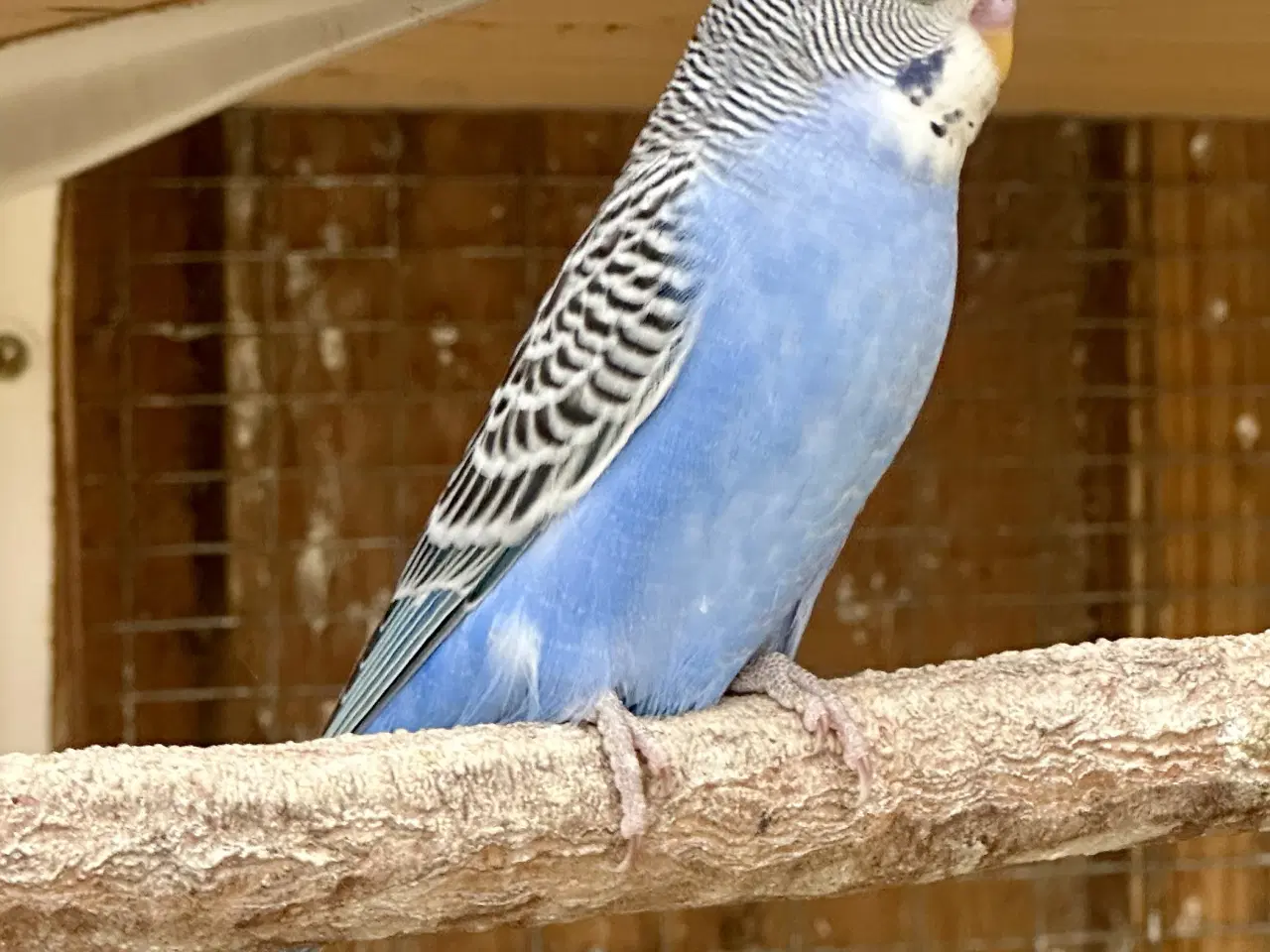 Billede 1 - Undulater fra 2025