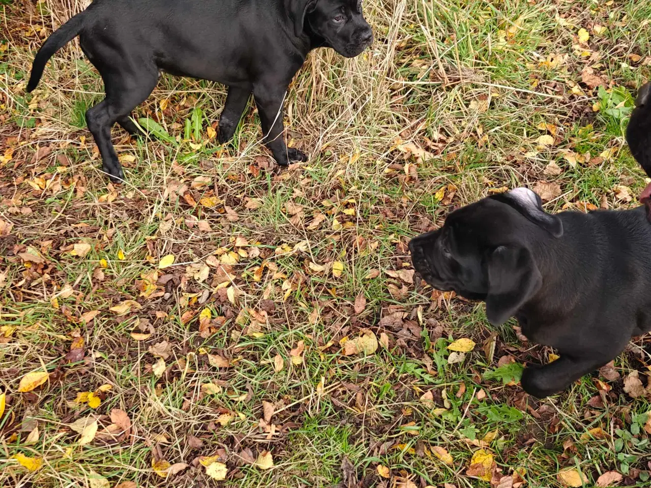 Billede 1 - Cane Corso hvelpe