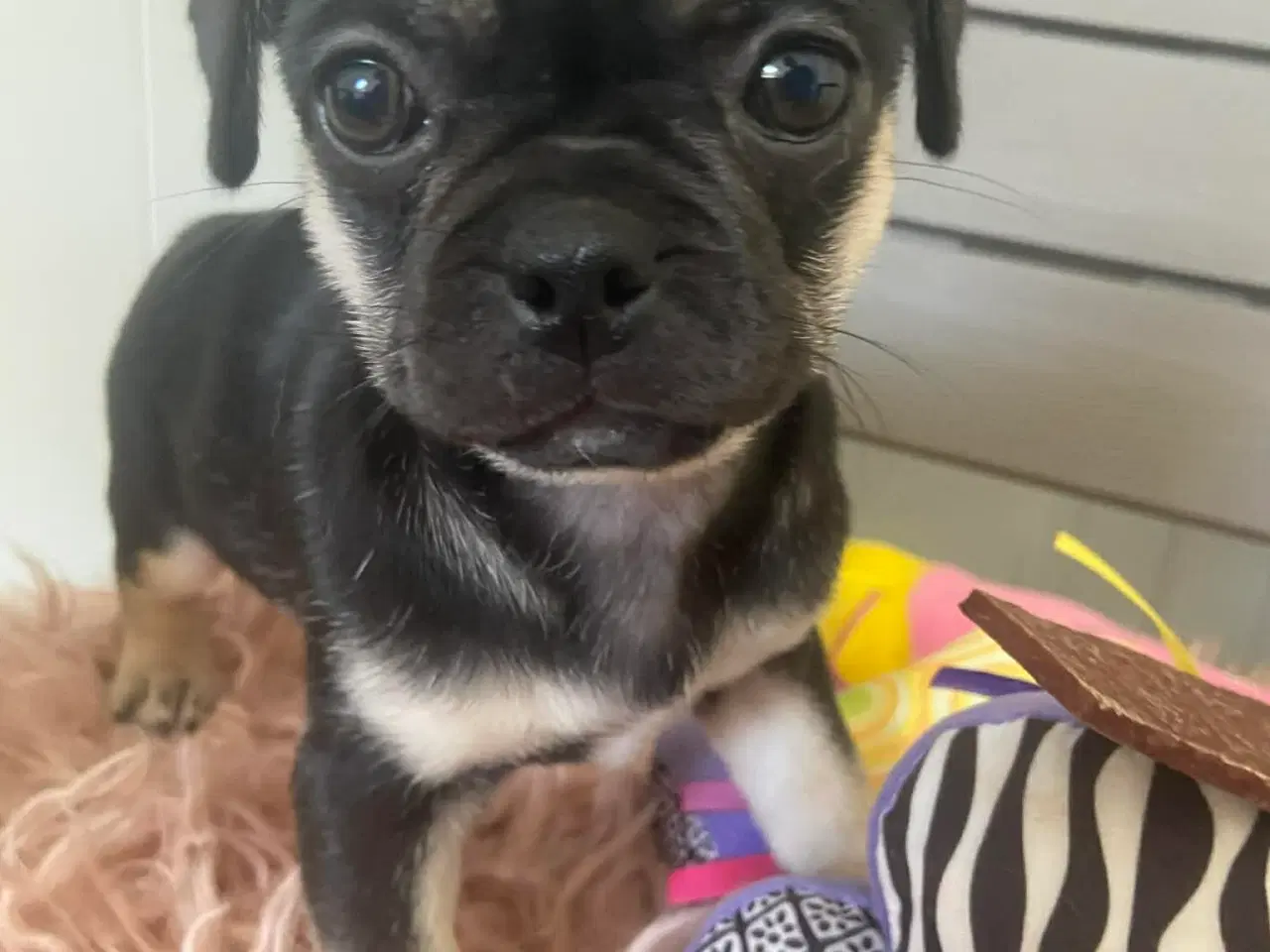 Billede 5 - Små søde blandingshvalpe 🐶