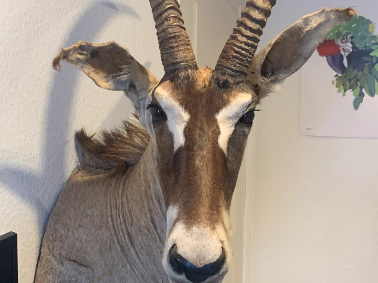 Billede 4 - Udstoppet Roan Antilope