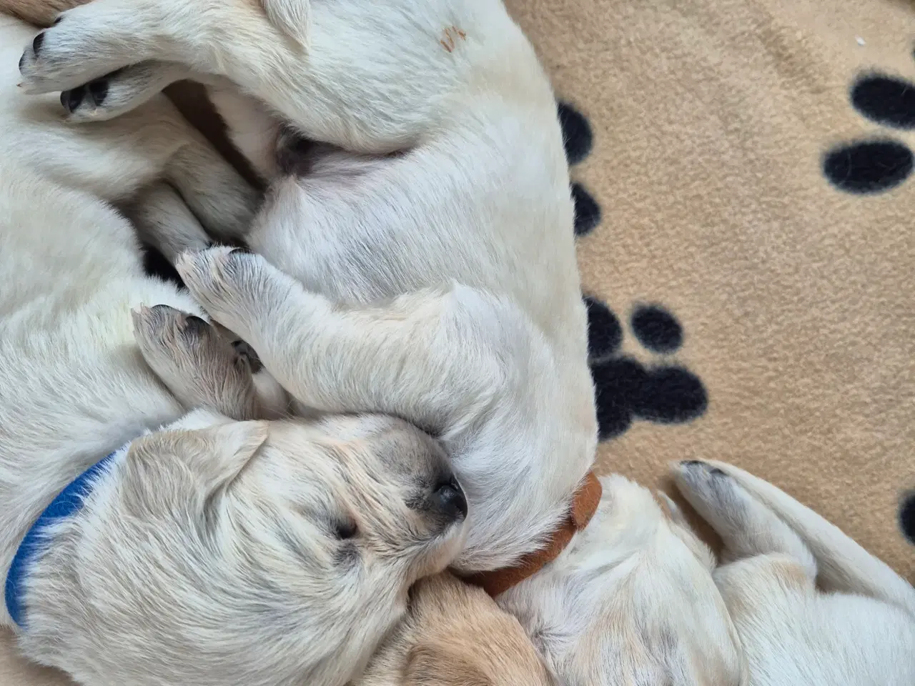Billede 12 - Golden retriever hvalpe