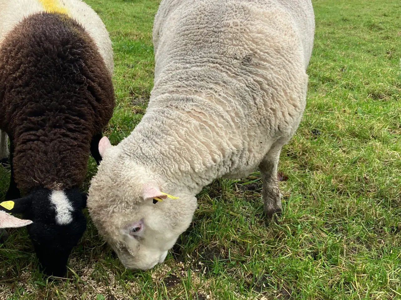 Billede 3 - Dorset vædder