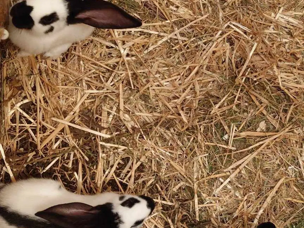 Billede 3 - Kaniner Tysk kæmpe schecke 