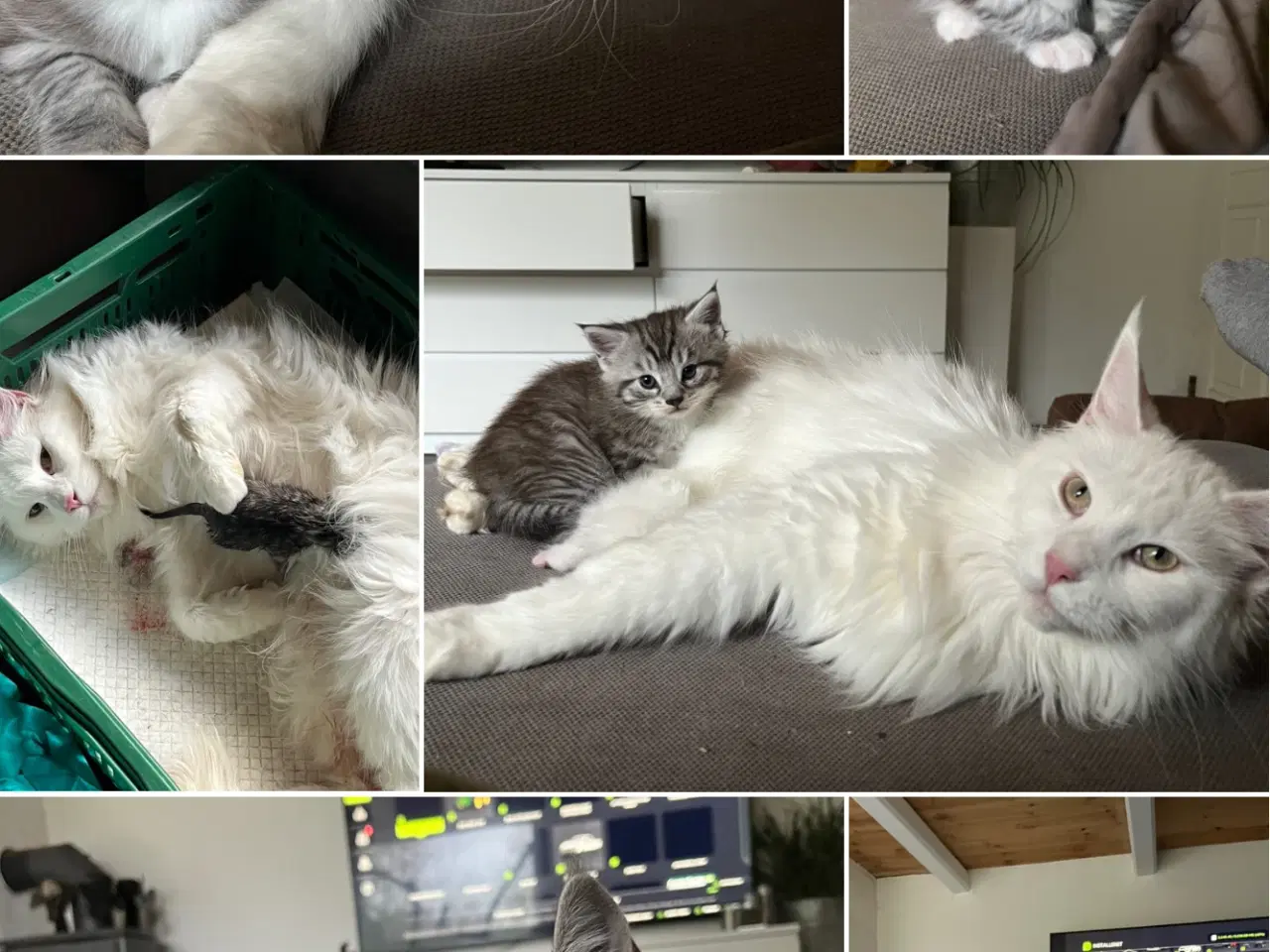 Billede 13 - Maine Coon blandning 