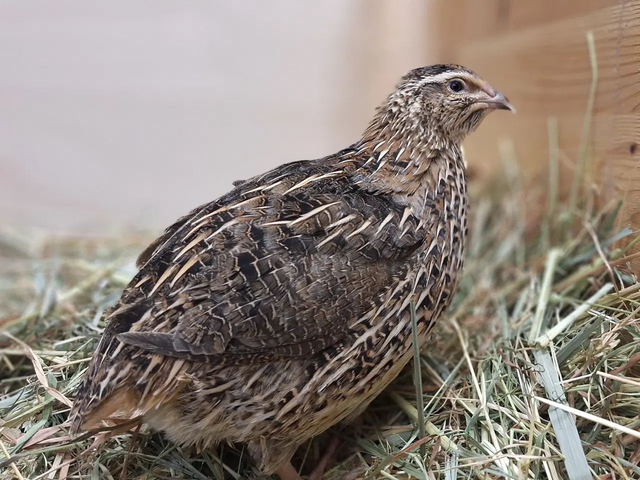 Billede 5 - Store flotte Jumbo Vagtler 