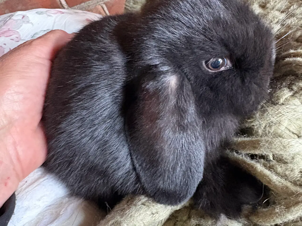 Billede 1 - Minilops pige