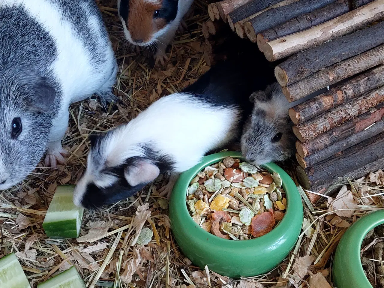 Billede 8 - 3 søde unger