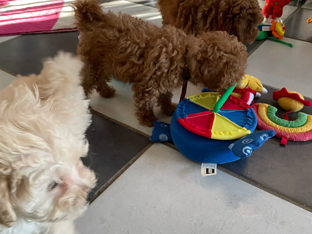 Billede 10 - Havapoo hvalpe - salgsklare..!