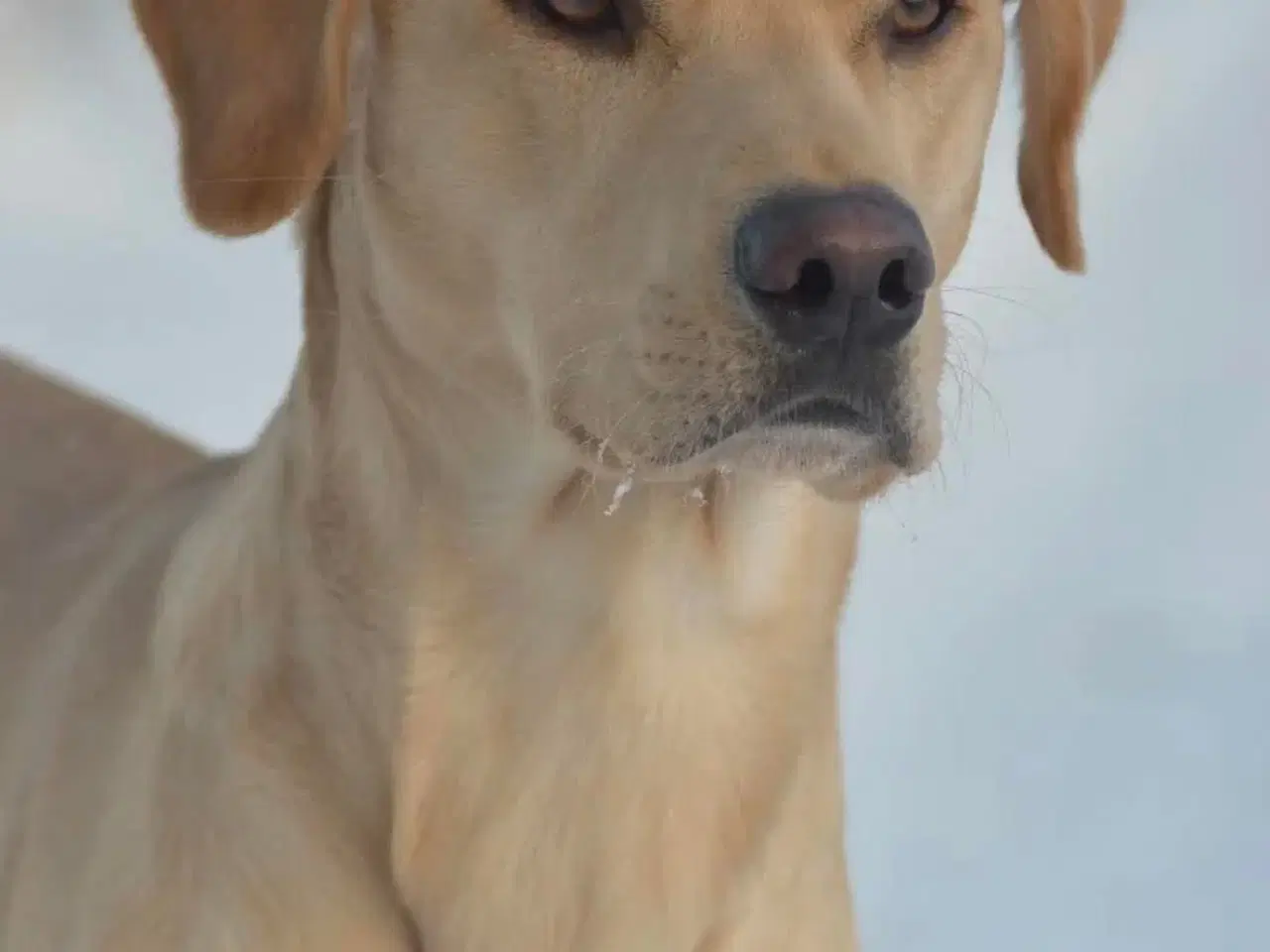 Billede 2 - Labrador Retriever jagthvalpe med DKK stamtavle –
