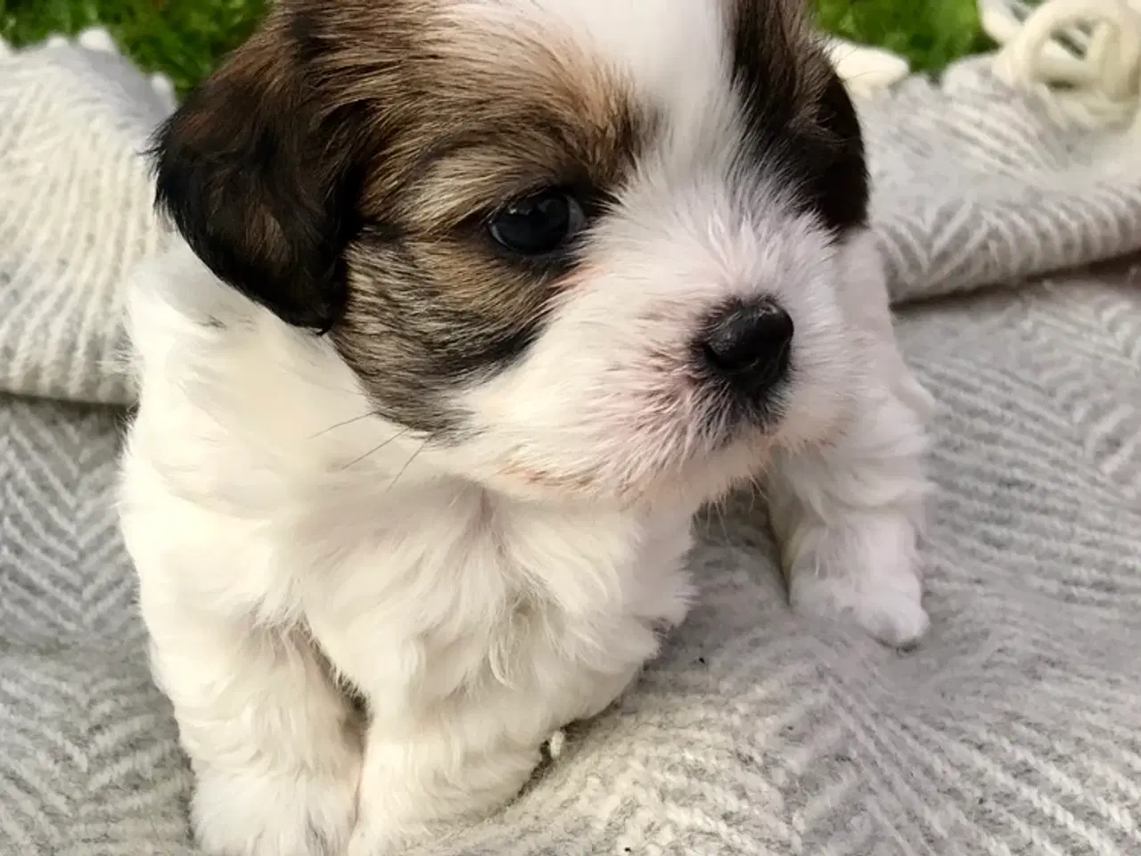 Billede 1 - Lhasa Apso hvalpe