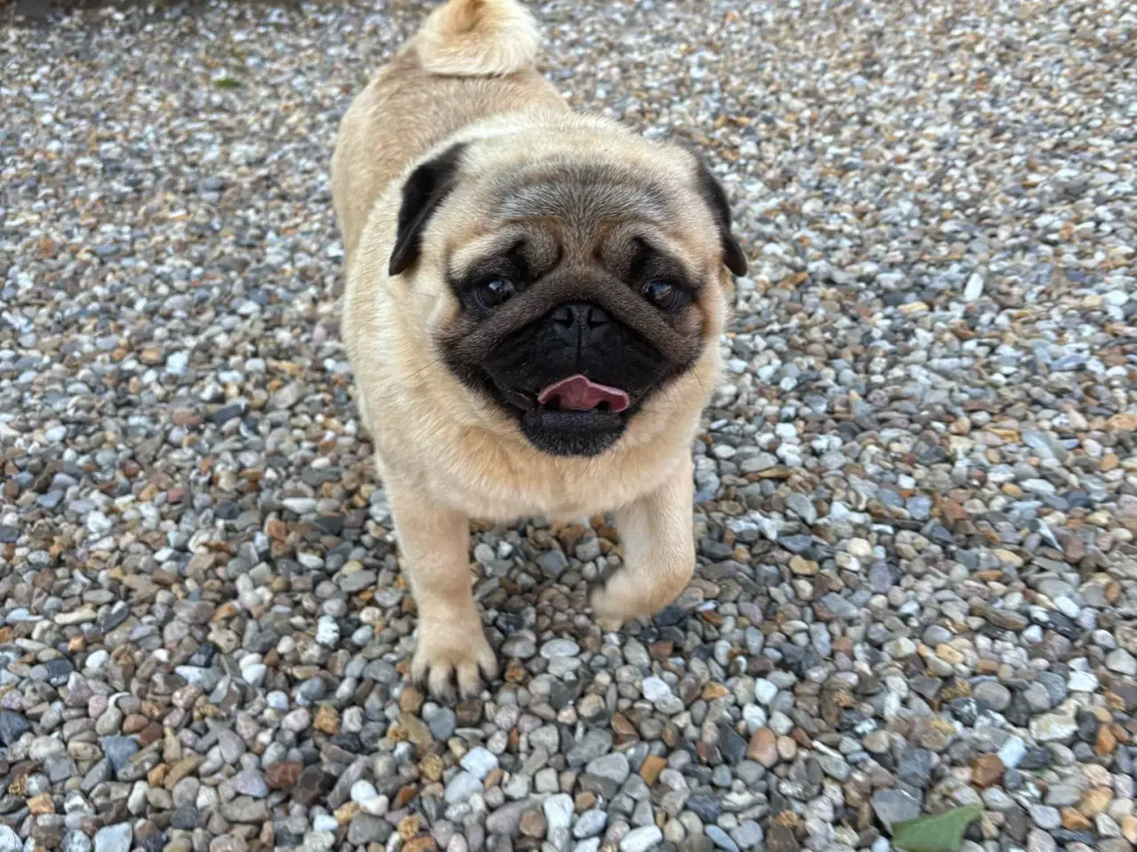 Billede 2 - Mops han