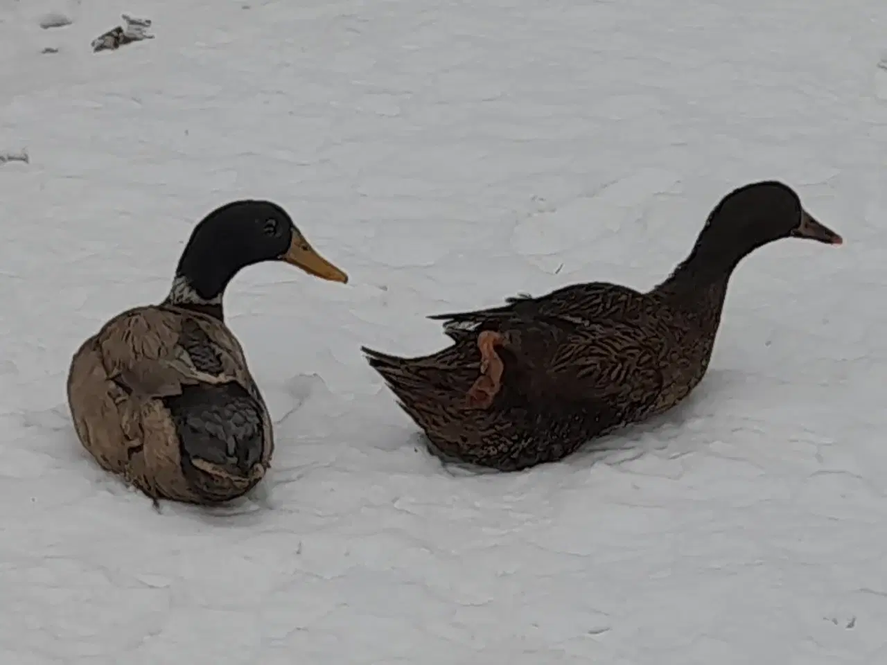 Billede 1 - Løbeænder sælges