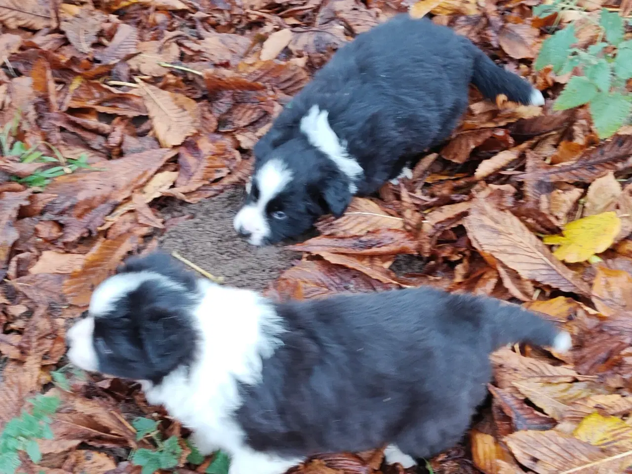 Billede 5 - Sødeste Border collie hvalpe