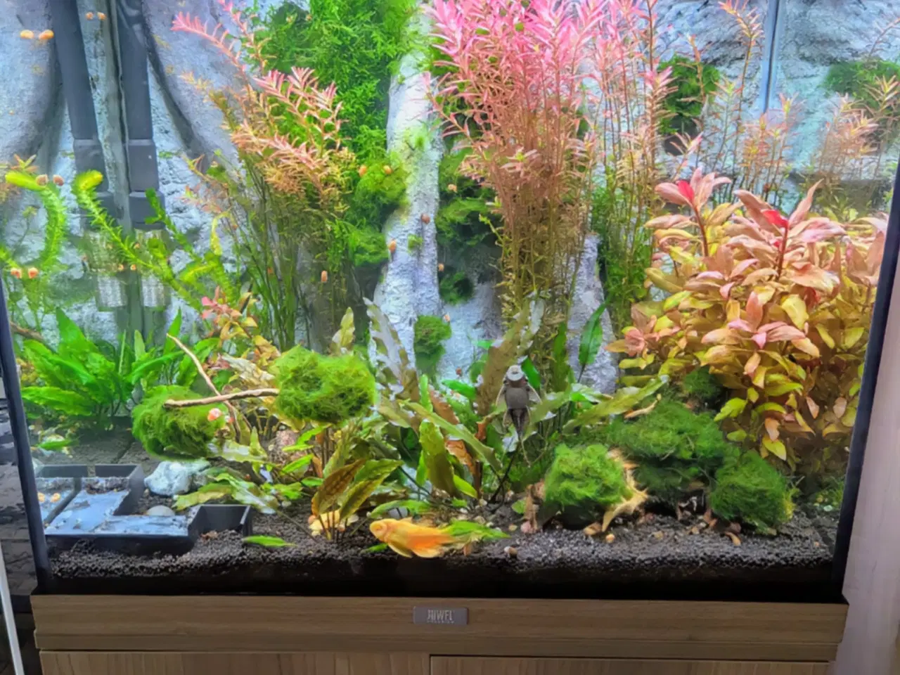 Billede 2 - Juwel akvarie 125L