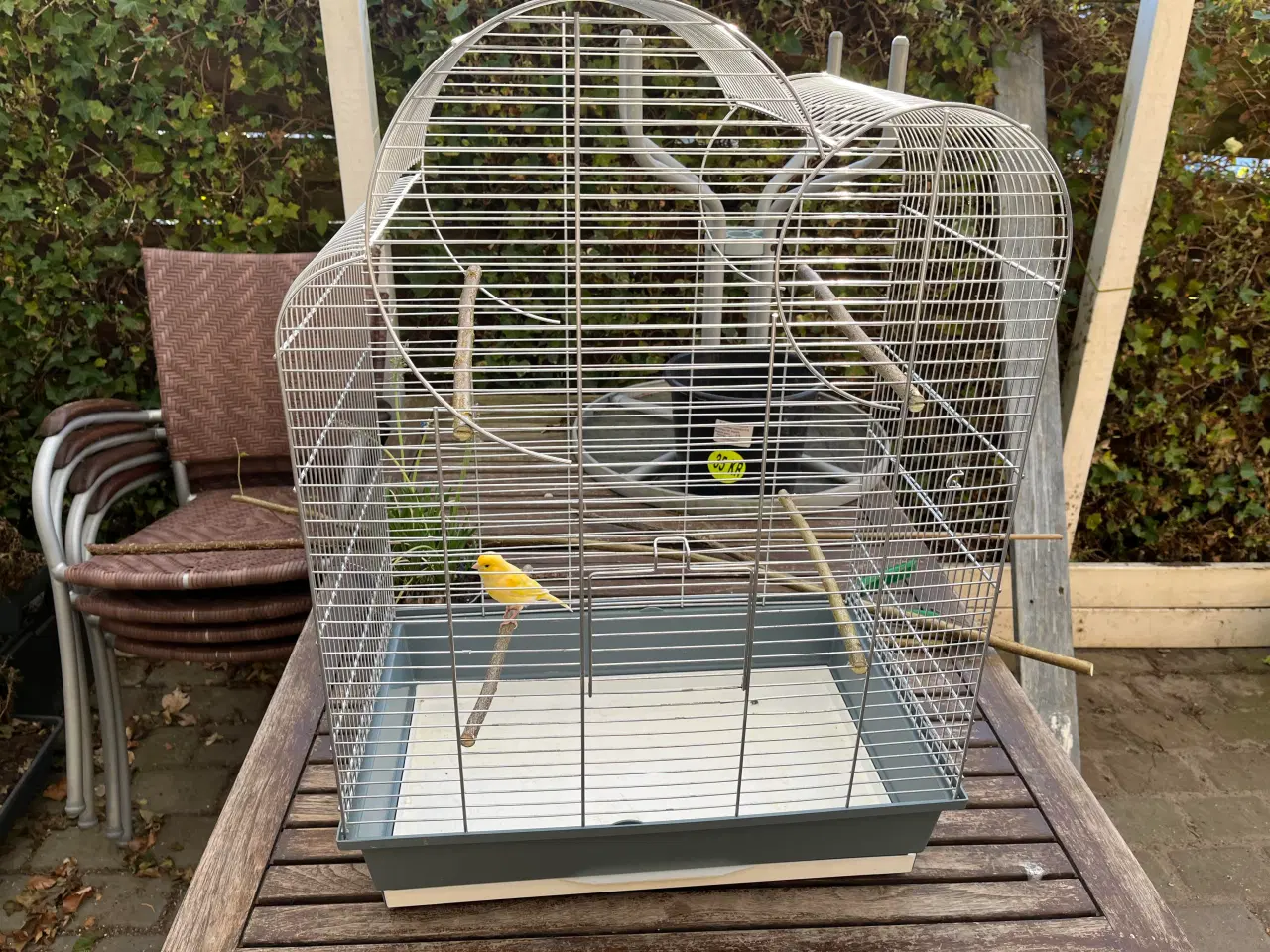 Billede 2 - Kanariefugl med bur