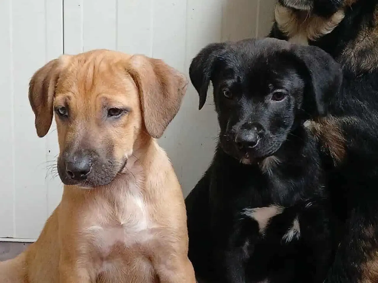 Billede 9 - Lille Odin søger familie