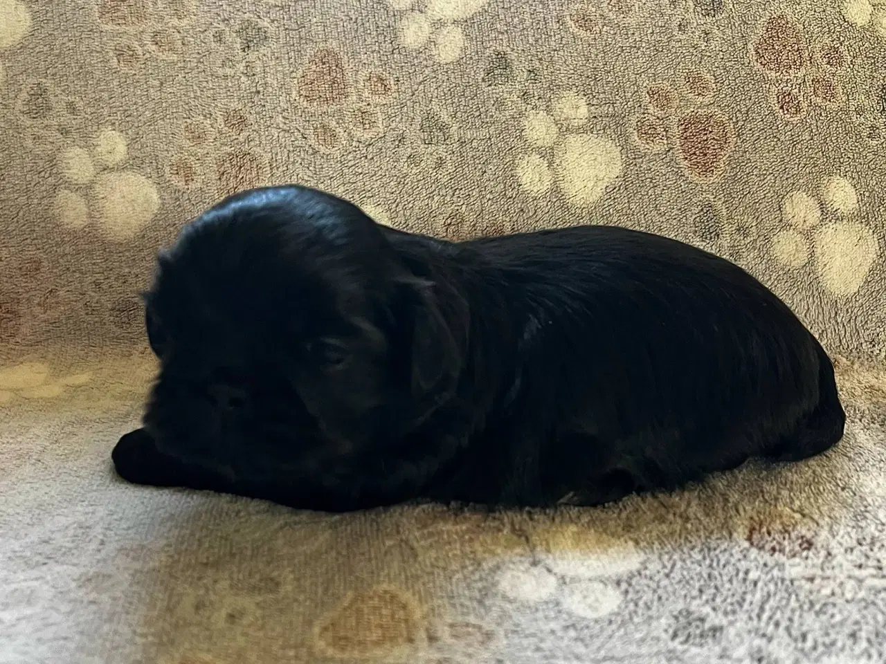 Billede 4 - Shih Tzu hvalpe