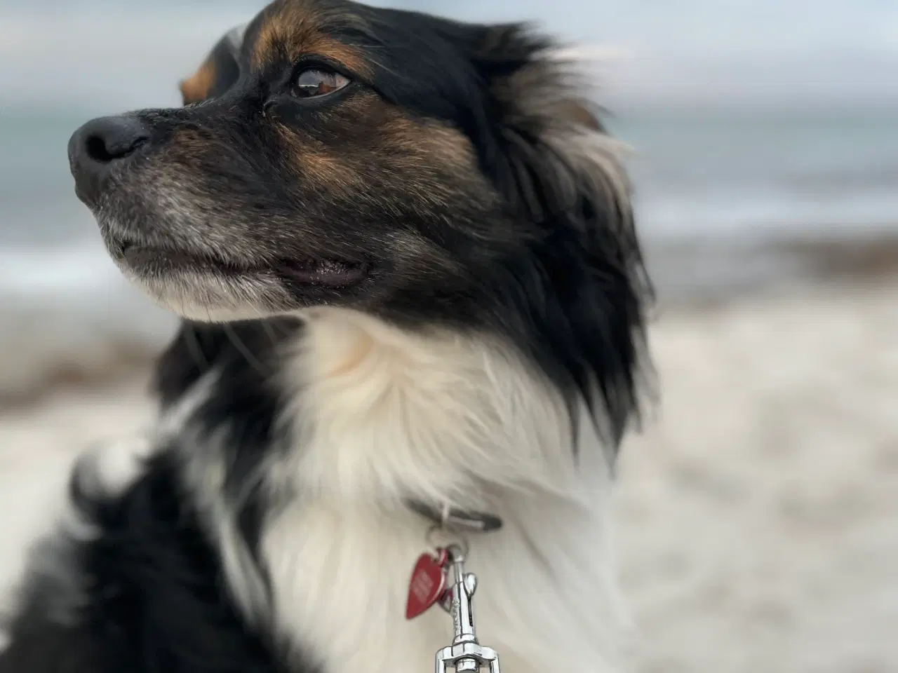 Billede 5 - Skøn hanhund tilbydes til avl 