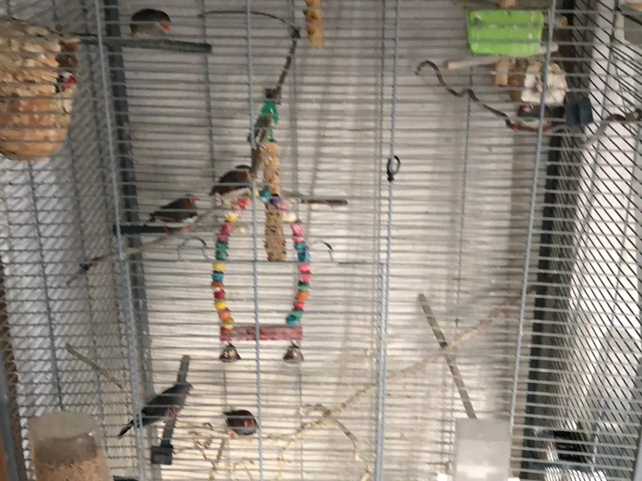 Billede 1 - Bur med 6 zebrafinker, med alt tilbehør. 