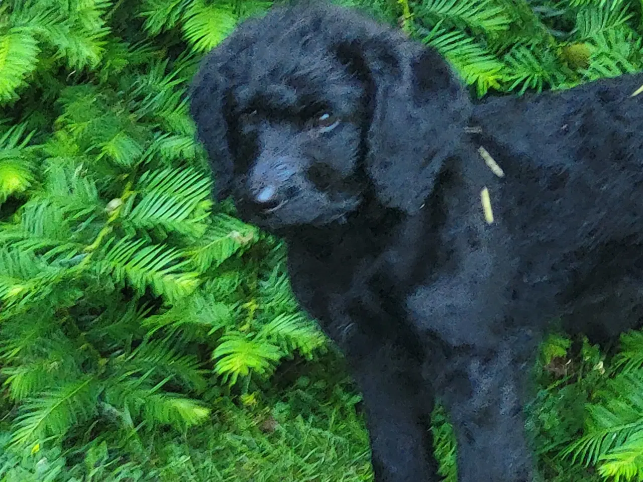 Billede 1 - Labradoodle hvalp 