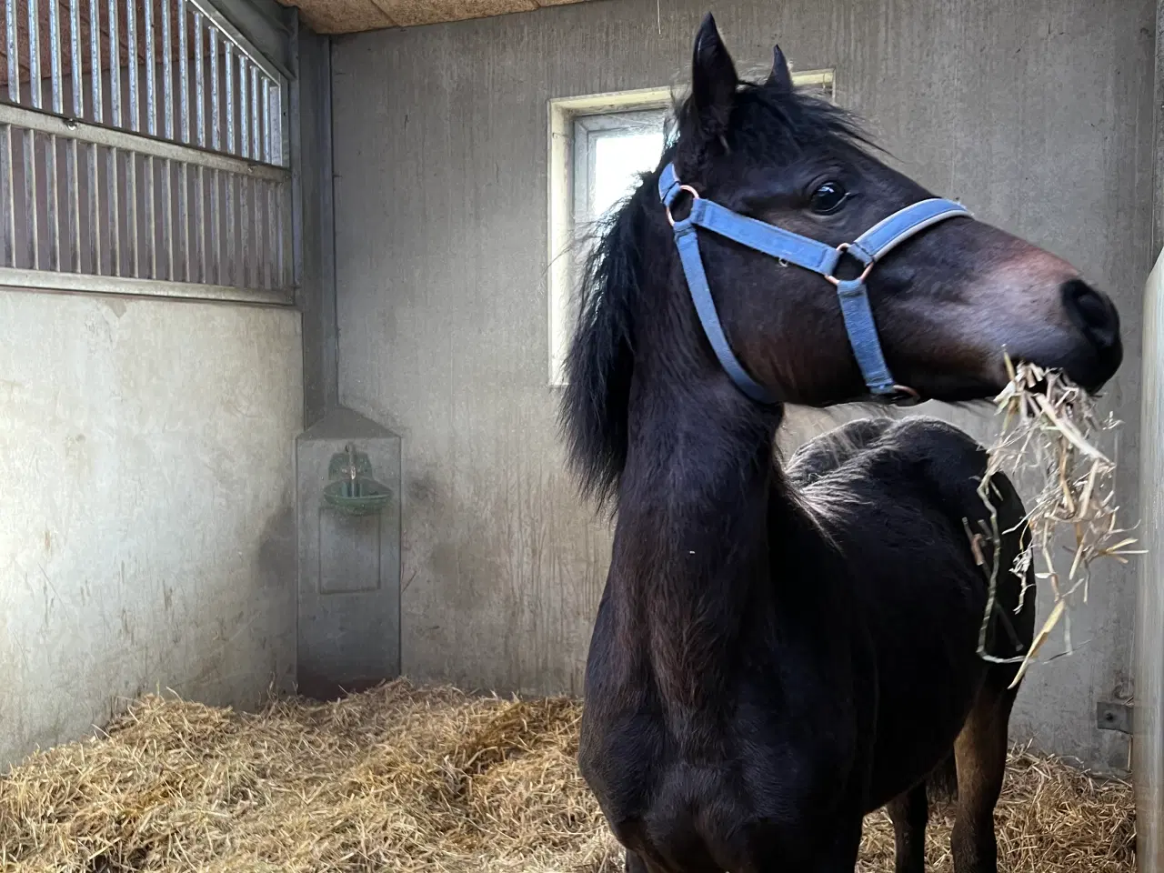 Billede 5 - Welsh pony 1 år