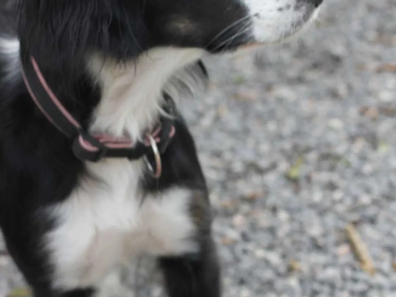 Billede 1 - Blanings hund tæve