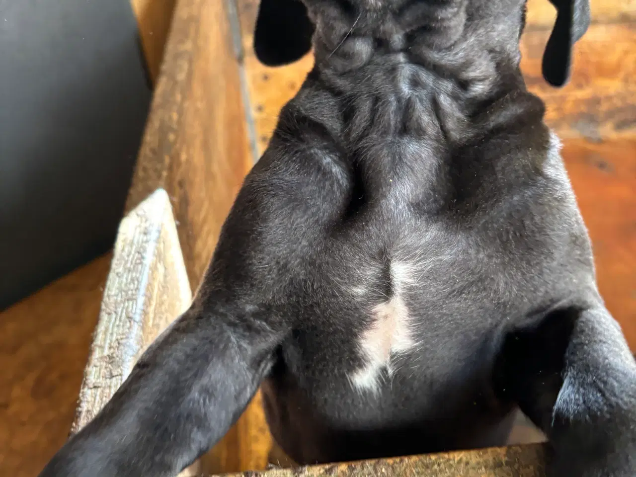 Billede 15 - Grand Danois hvalpe