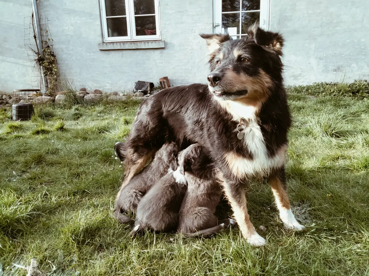 Billede 10 - Dejlige Border Aussie hvalpe til salg. 