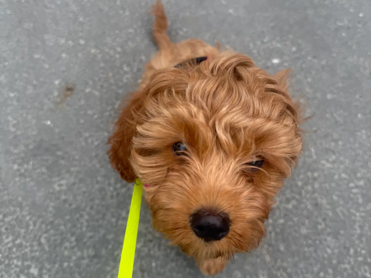 Billede 4 - Cavapoo HUN sælges 