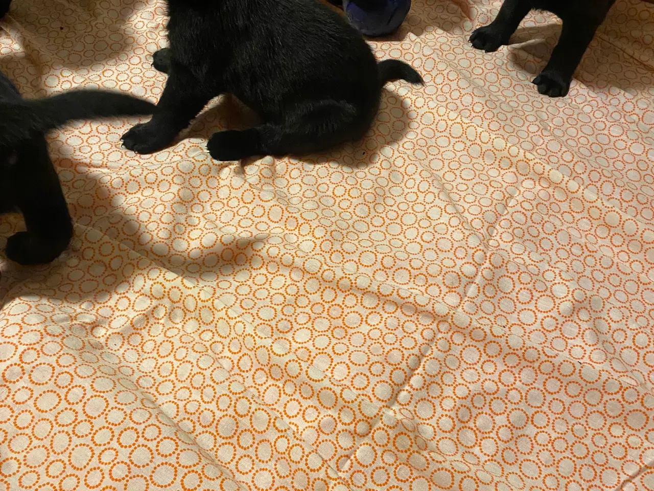 Billede 3 - De dejligste labrador/Golden Retriever hvalpe