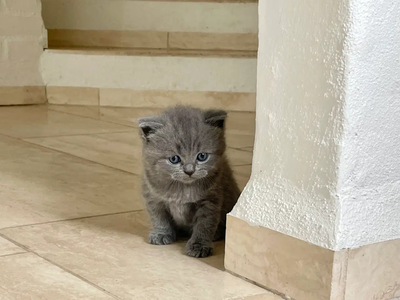 Billede 3 - British shorthair killinger