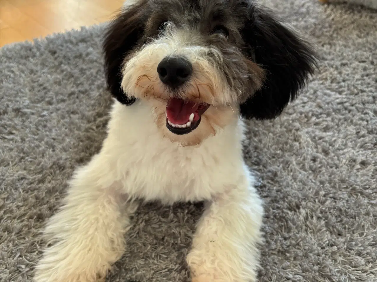Billede 5 - Sødeste Cavapoo hvalp 