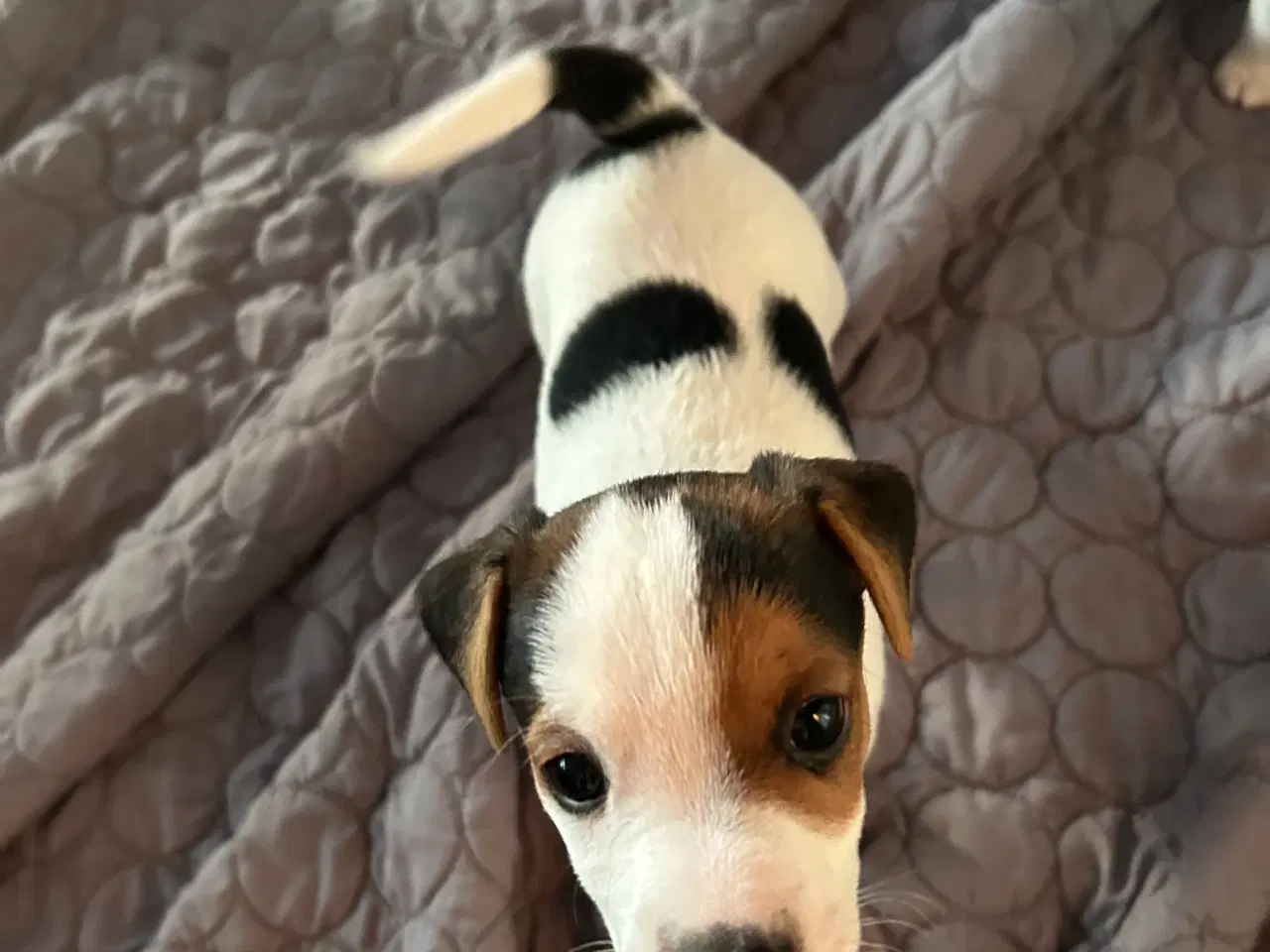 Billede 3 - Jack Russell hvalp