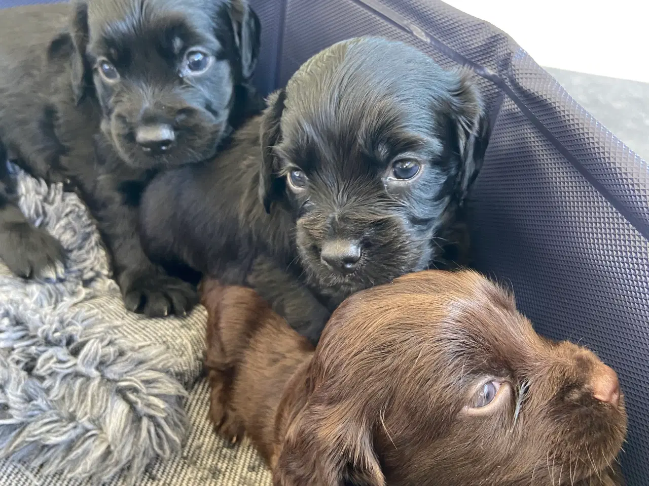 Billede 3 - Ft Cocker Spaniel 