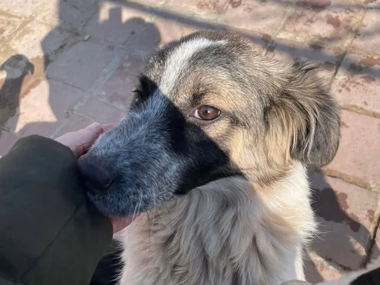 Billede 7 - Smukkeste Pepper søger familie 😍