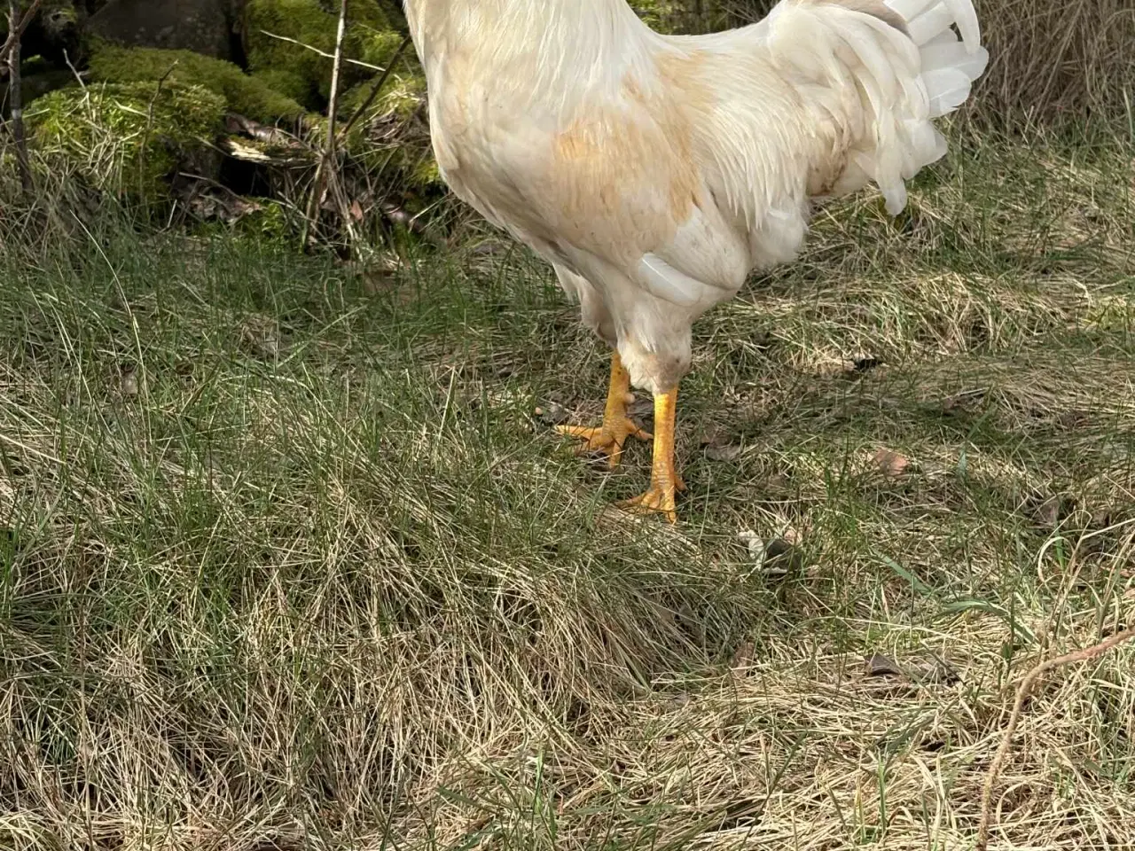 Billede 4 - Hane 3 stk. 