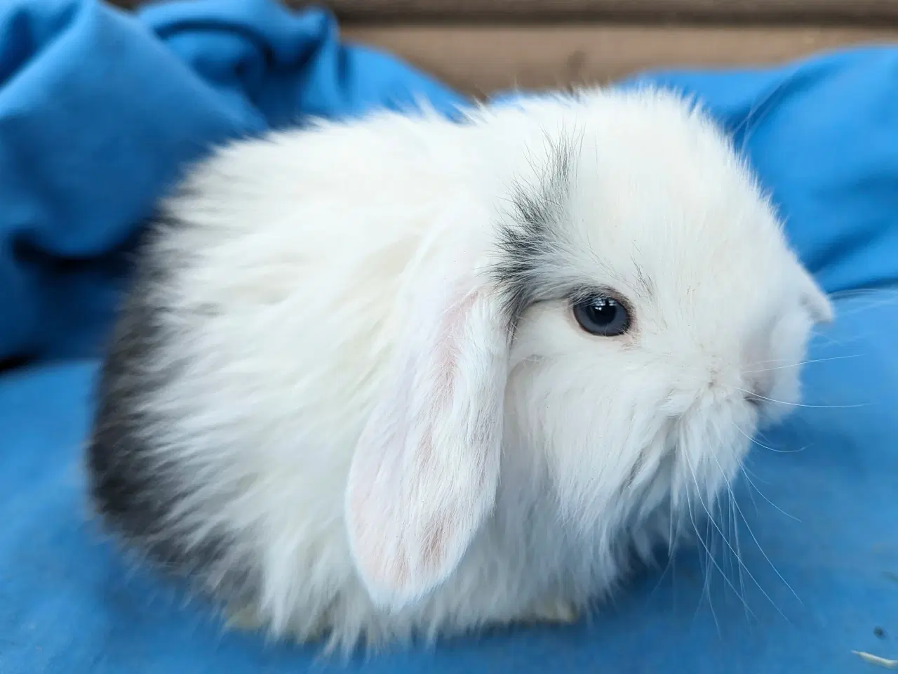 Billede 1 - Minilop kaninunge sælges