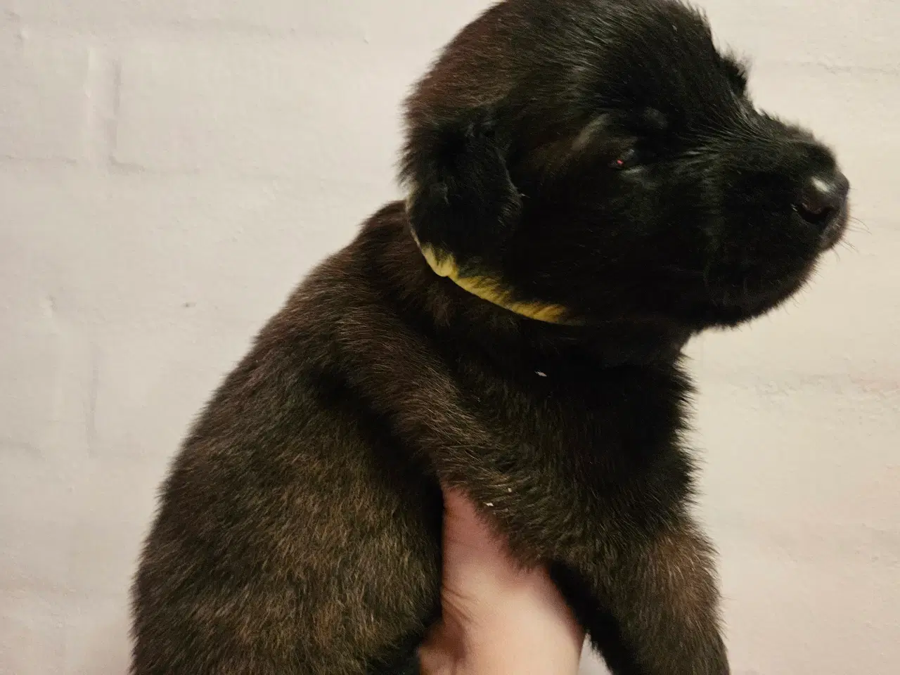 Billede 11 - Belgisk Malinois - Hvalpe - med stamtavle