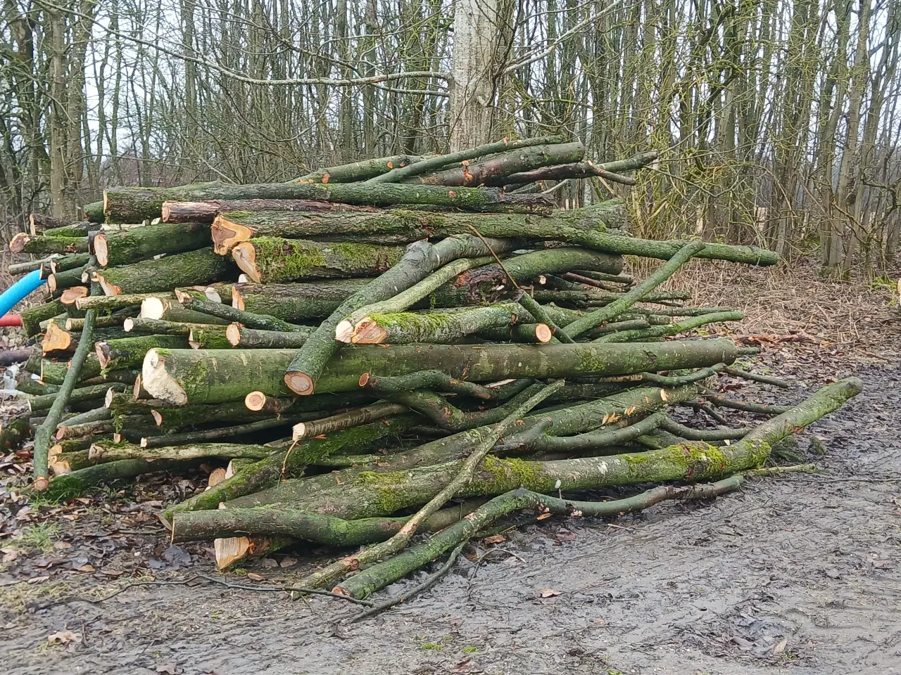 Billede 1 - Stort parti træstammer af løvtræ